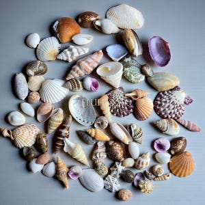 Small MIXED SHELLS 1–3cm Natural Seashells for Crafts, Resin Art and Wedding Decor