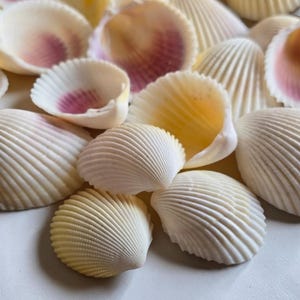 Natural Cockle Shells 2–6 cm | Loose Seashells for Crafts | Resin Art | Shell Table Scatter