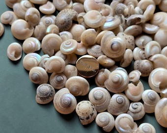 Tiny Button Snail Shells 0.5–1 cm | Venetian Pearl Shell Mix | Loose Seashells for Crafts