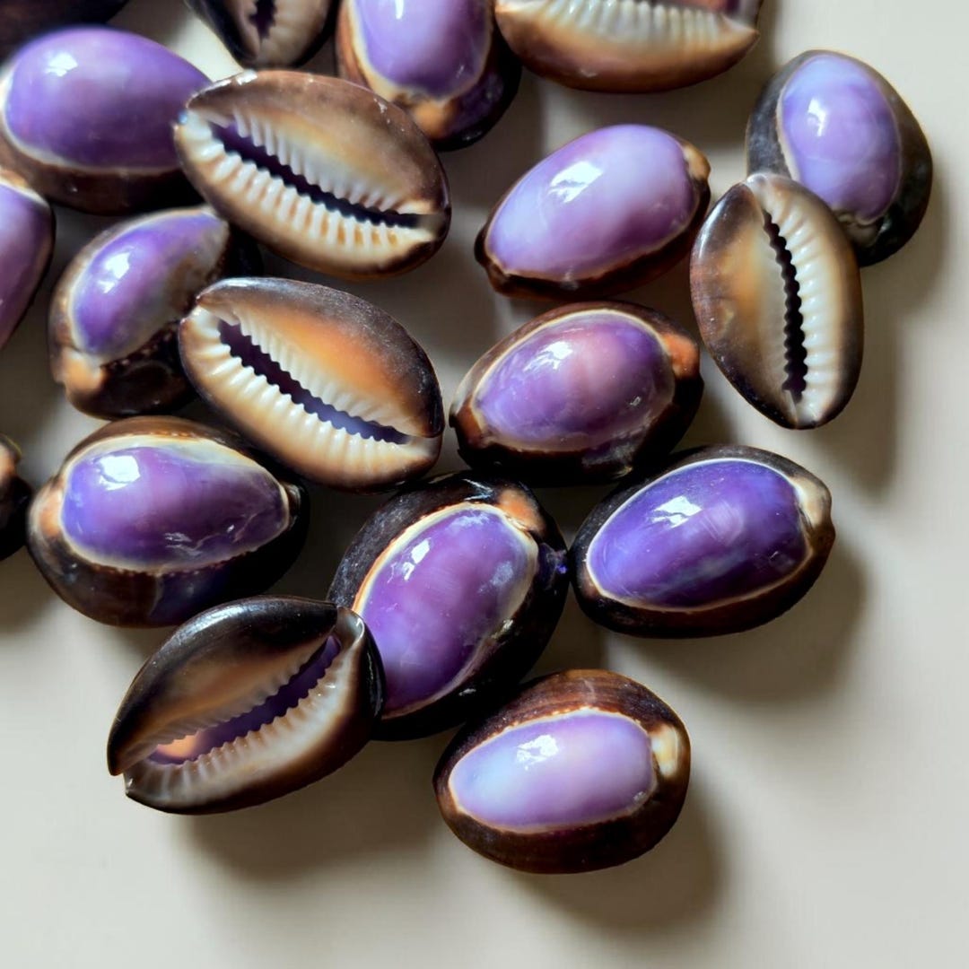 Shell Serpent Purple Top Snakehead Cowrie Shells | Serpent Head Cowries 2-3cm ...