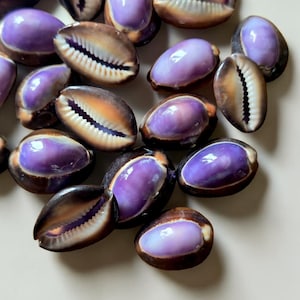 May include: A selection of polished seashells, featuring a striking purple interior and a brown and tan exterior. The shells are displayed open and closed, highlighting their natural patterns. Suitable for coastal decor or craft activities.