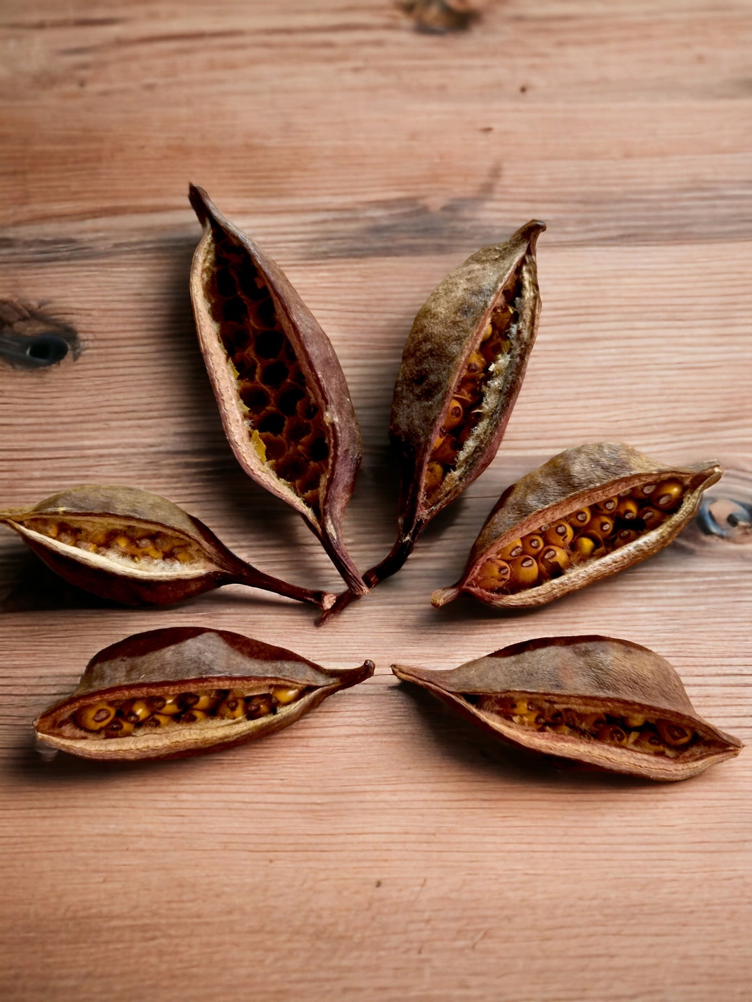 Dried BRACHYCHITON Bottle Tree SEED Pods Unique Natural Pods for Craft