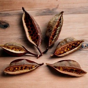 Dried BRACHYCHITON Bottle Tree SEED Pods Unique Natural Pods for Craft Wreath Potpourri Christmas Autumn Decorations and Rustic Home Decor