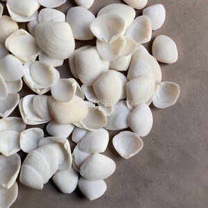 Conchas de almeja blancas pequeñas de 1 a 3 cm, conchas marinas naturales de Cay Cay para decoración de bodas, manualidades y estilo playero.
