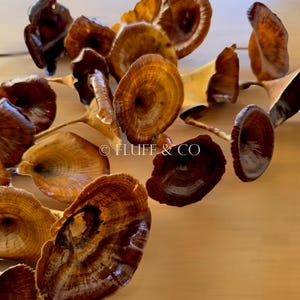 Pu&ograve; includere: Un gruppo di funghi marroni secchi su uno sfondo di legno marrone chiaro. I funghi sono disposti a cascata, con il fungo pi&ugrave; grande nella parte inferiore dell'immagine. I funghi hanno una superficie liscia e leggermente lucida e sono di colore marrone chiaro con striature marroni pi&ugrave; scure.