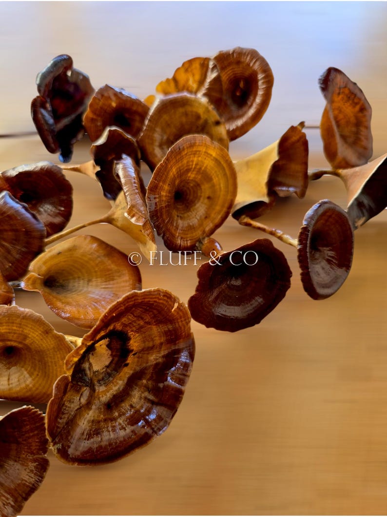 Pu&ograve; includere: Un gruppo di funghi marroni secchi su uno sfondo di legno marrone chiaro. I funghi sono disposti a cascata, con il fungo pi&ugrave; grande nella parte inferiore dell'immagine. I funghi hanno una superficie liscia e leggermente lucida e sono di colore marrone chiaro con striature marroni pi&ugrave; scure.