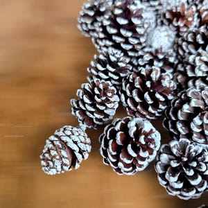 Small PINE CONES - WHITE Dipped, Natural Decorative Pinecones for Crafts, Autumn Decor, Wreath, Potpourri, Eco-friendly and Rustic Wedding