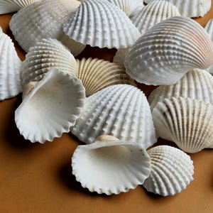 White Clam Shells 3–5 cm | Medium Seashells | Loose Seashells for Crafts | Shell Vase Filler