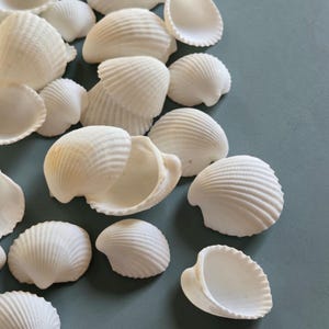 May include: A selection of white seashells with ridged surfaces. The shells are of various sizes and are arranged on a muted blue-green background. Some shells are open, displaying their inner structure.