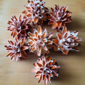 Puede incluir: Un grupo de siete cabezas de flores secas, cada una con una forma de estrella espinosa. Las cabezas de las flores son una mezcla de marrón y naranja con centros blancos y peludos. Las flores están dispuestas sobre una superficie de madera marrón claro. El texto "Fluff & Co" está impreso en blanco en la parte inferior de la imagen.
