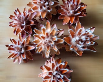 PLUMOSUM CONES - Dried Natural Pods, Unique Flower-Shaped Decoration, Wedding Decor, Eco-Friendly DIY Projects, Potpourri, Rustic Wedding