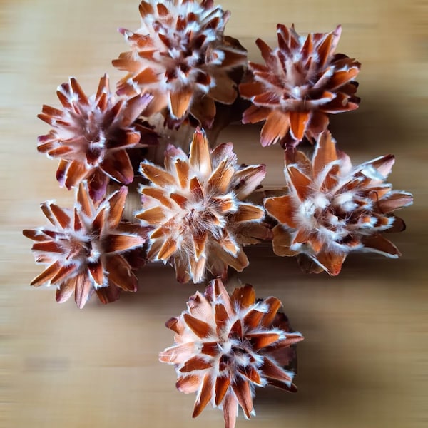 Plumosum Cones - Unique Flower Shaped Dried Cones For Craft Wreath Making Garland Wedding Table Christmas Decorations Festive Arrangements