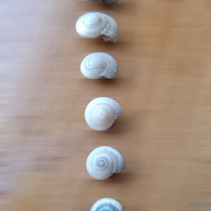 TINY BUTTON Top SNAIL Shells, Venetial Pearl Natural Spiral Shells ...