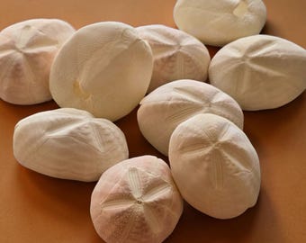 Sea Biscuit Shells | Natural Sea Cookie | Coastal Curiosities Decor & Craft Supplies 5-7cm