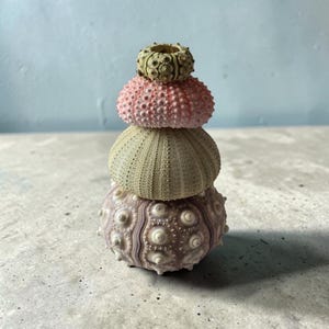 Puede incluir: Una pila de cuatro conchas de erizo de mar en varios colores: morado claro, verde claro, rosa y verde oliva. Las conchas están dispuestas en una torre, con la más grande en la parte inferior y la más pequeña en la parte superior. Las conchas tienen una textura espinosa.