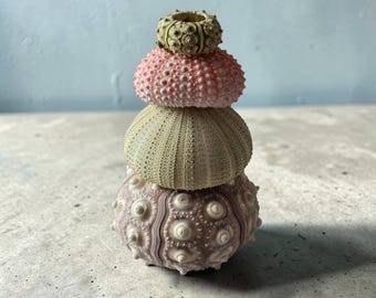 Juego de 4 conchas de erizo de mar / Exhibidor de torre de erizos Sputnik / Regalo costero y decoración para el hogar