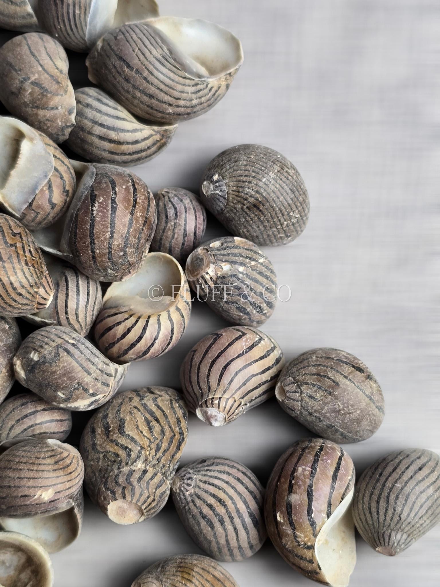 Zigzag Nerite Shells 0.5–2 Cm | Mini Sea Shells | Snail Shell