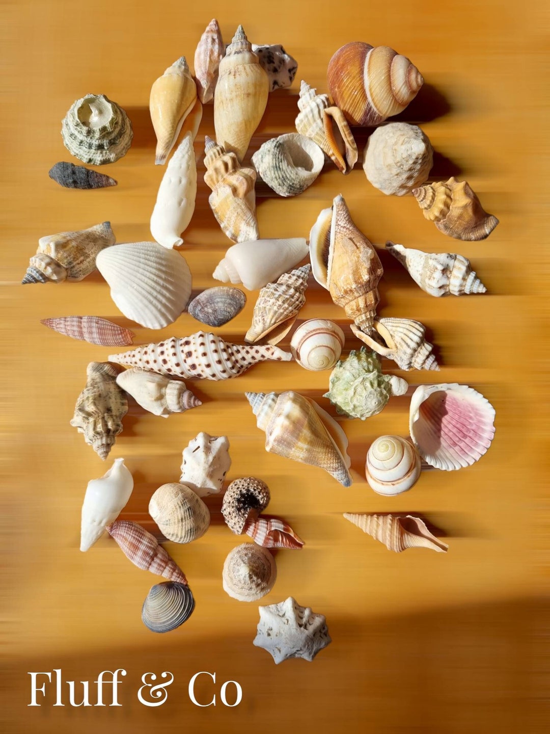 Small Shell Designes Small SEASHELL MIX 1–3 Cm – Natural Assorted Shells for Crafts - Etsy