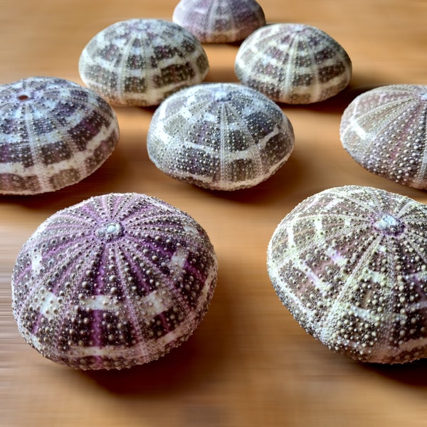 SEA URCHINS Seashells - Alphonse Tartan Shells (3Pcs) Beach Decor Shell Art, Air Plants Nautical Home, Wedding Favours Seashore Decorations