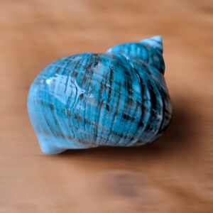 May include: A blue seashell with intricate patterns and a smooth, glossy finish.