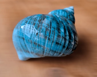 seashell　4枚 Amazon.com: Heyiwell 1PC Black Murex Sea Shells,Large Black Murex