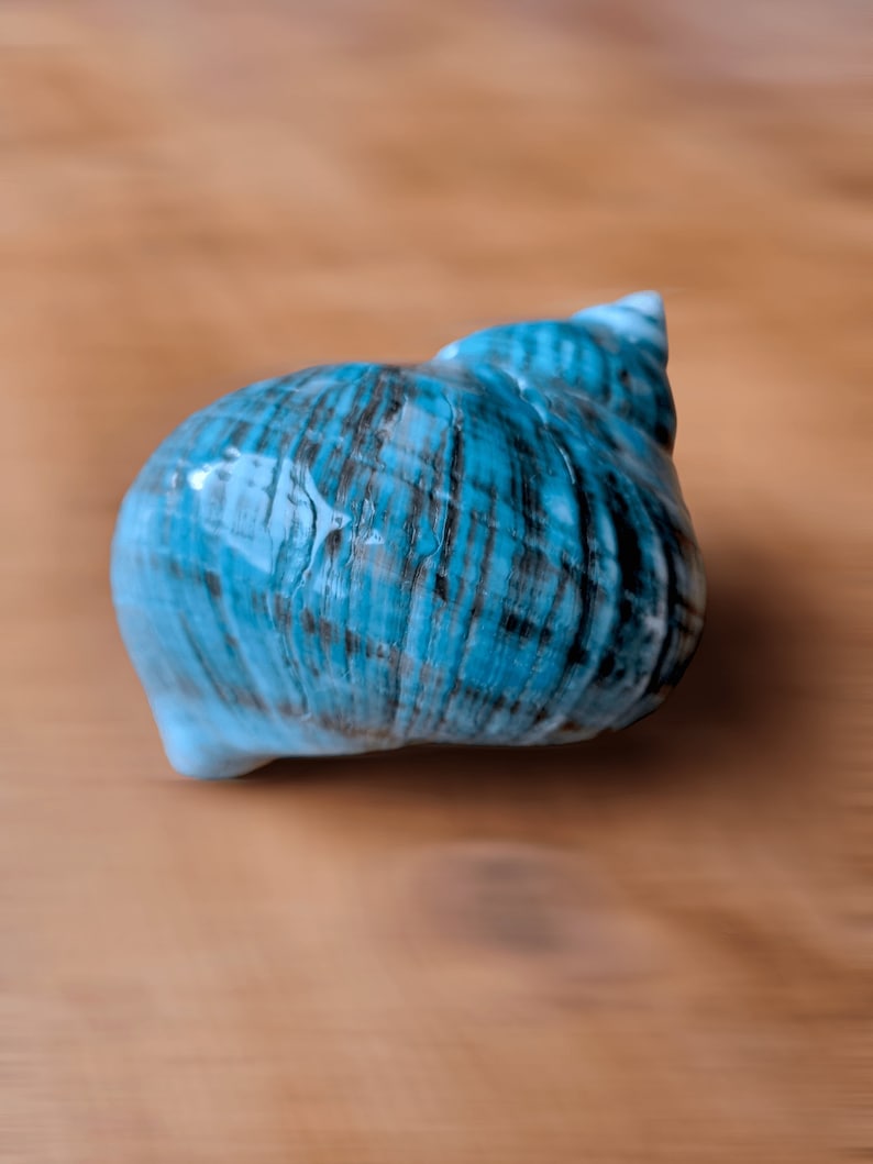May include: A blue seashell with intricate patterns and a smooth, glossy finish.