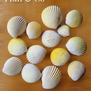 Medium COCKLE SHELLS - Natural WHITE Seashells for Beach Decor, Sea Shells Decor, Nautical Decor, Beach Wedding Decoration Shell Bowl Filler