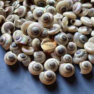 May include: A cluster of small, iridescent seashells with spiral patterns, arranged on a blue surface. A gold-coloured, round container with the text "Fluff & Co" is among the shells. The shells have a pearly, opalescent sheen.