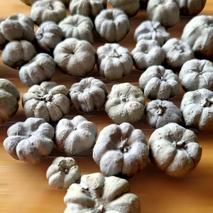Miniature PUMPKINS, PUTKA PODS, Bowl Filler, Little Natural Baby Pumpkins in Grey Perfect for Decorations Crafts Wreaths and Potpourri Favor