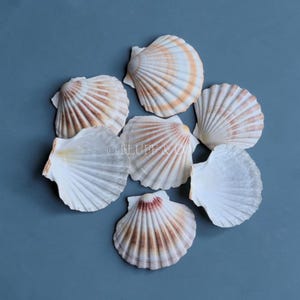 Puede incluir: Siete conchas de vieira con forma de abanico y textura acanalada. Presentan tonos blancos, crema y marrón claro, con algunos acentos anaranjados. La disposición sobre un fondo azul liso resalta los detalles y la belleza natural de las conchas.