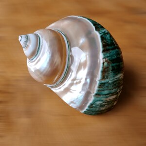 May include: A large, white seashell with green and brown stripes. The shell has a smooth, glossy finish and is shaped like a spiral.