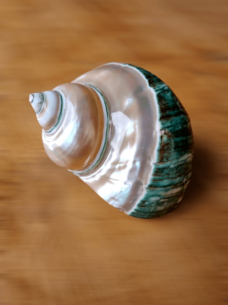 May include: A large, white seashell with green and brown stripes. The shell has a smooth, glossy finish and is shaped like a spiral.