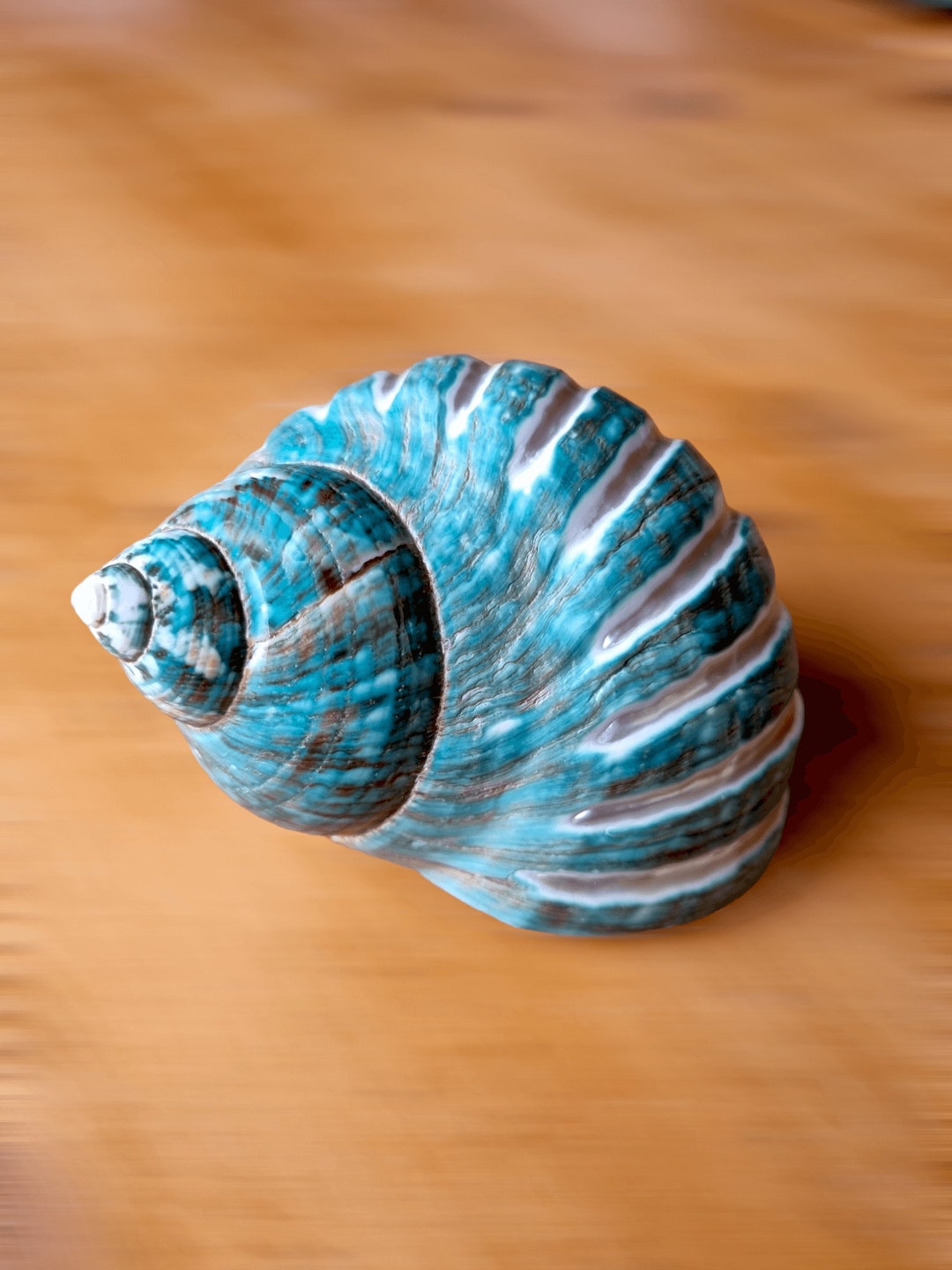 Large HERMIT Crab Jade IMPERIAL TURBO Shell Rare Polished Green