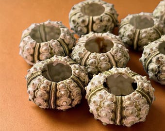 Conchas de erizo de mar con estampado verde / Mini erizo de mar / Curiosidades naturales / Decoración costera / 2-3 cm