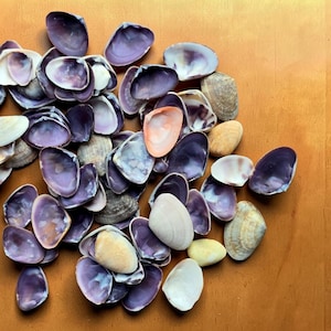 May include: A collection of seashells in various colors, including purple, white, and tan, are scattered on a wooden surface. The shells vary in size and shape, with some displaying a pearlescent sheen. A few small, smooth stones are also present.