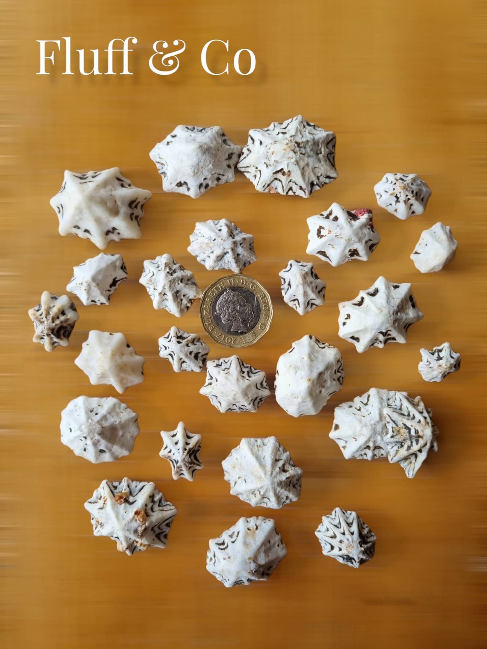 Natural STAR LIMPET Sea Shells, Star-shaped Shells, Small Black and ...