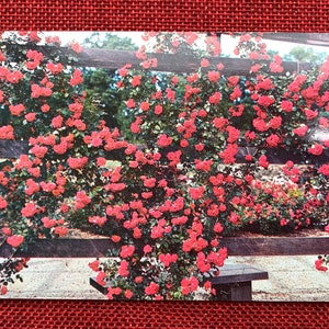 Park of Roses Rose Garden, Columbus, Ohio Vintage Postcard