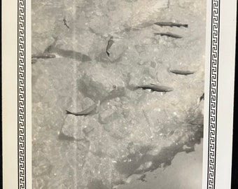 1930s  Black and white Photo of Fish Swimming in Lake - San Antonio, Texas - Vintage Photo - early nature photo