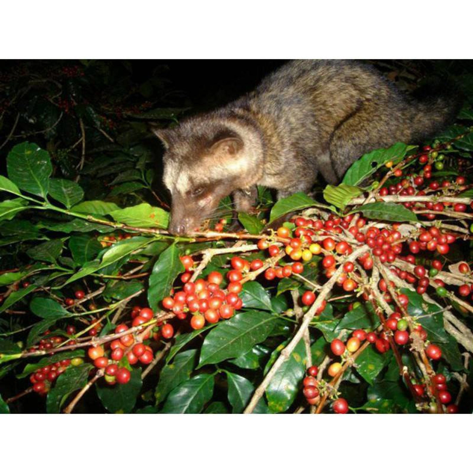 Wild Civet/ Luwak Green Coffee Bean 100g Etsy
