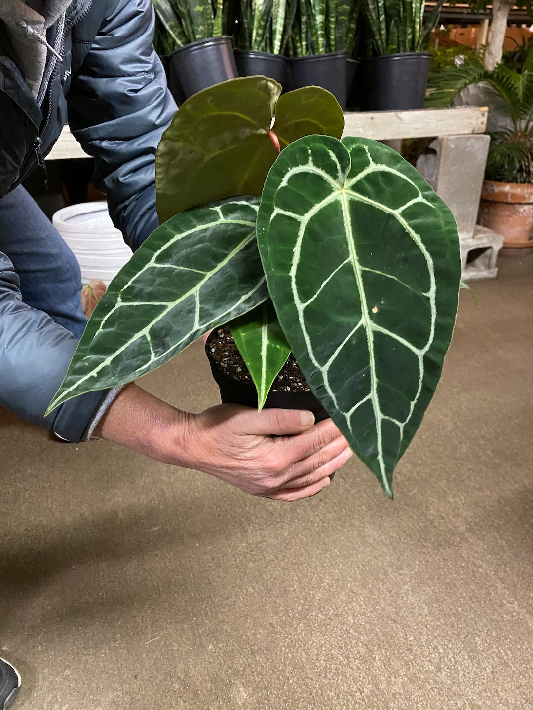 その他観葉植物 Anthurium crystalinum x Signatam Anthurium Crystallinum X Magnificum, 6