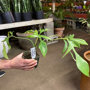 Philodendron Pedatum Glad Hands/Quercifolium. Healthy and fully rooted 4&quot;.