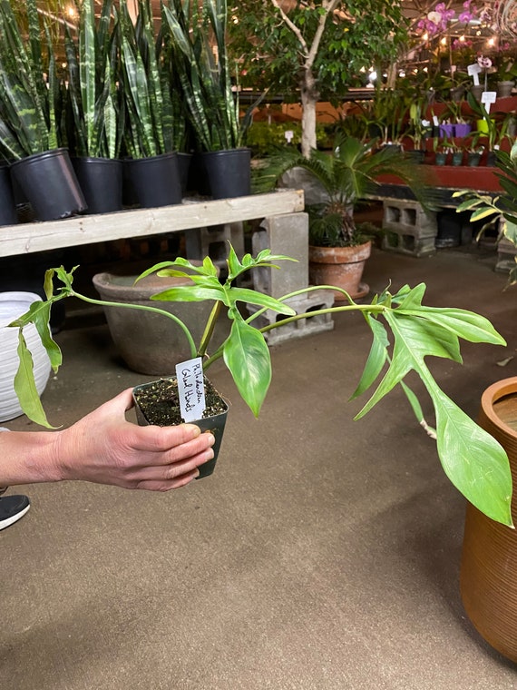 Philodendron Pedatum Glad Hands/Quercifolium. Healthy and fully rooted 4".