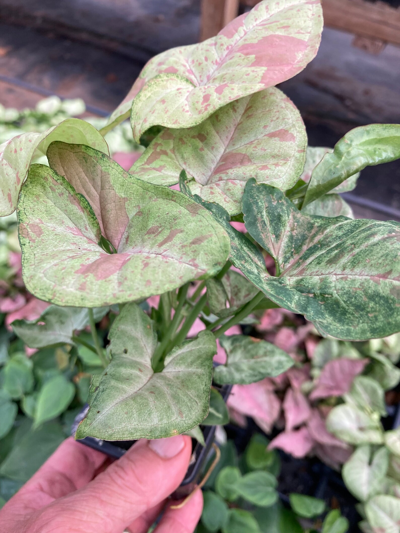 Syngonium Nephthytis Confetti 3 Pot | Etsy