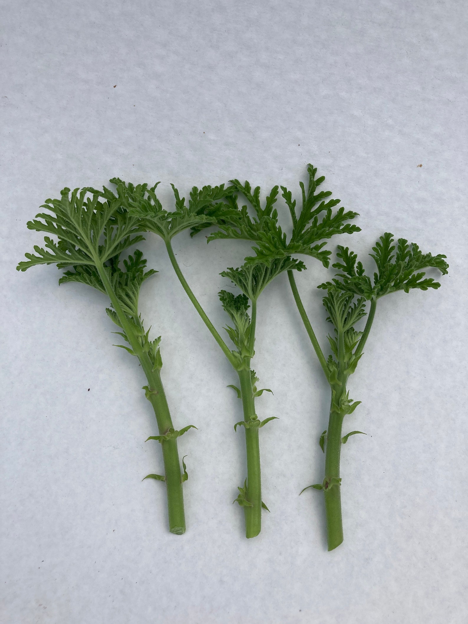 3 Fresh Cuttings Citrosa Citronellamosquito Plant Etsy