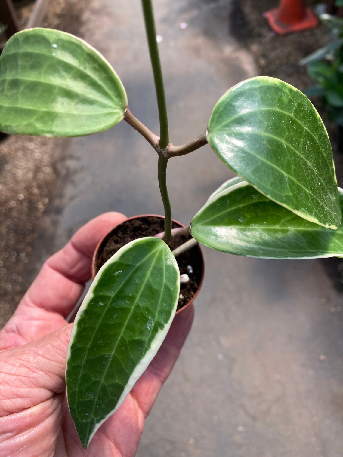 Hoya Macrophylla Variegated 2 pot Etsy