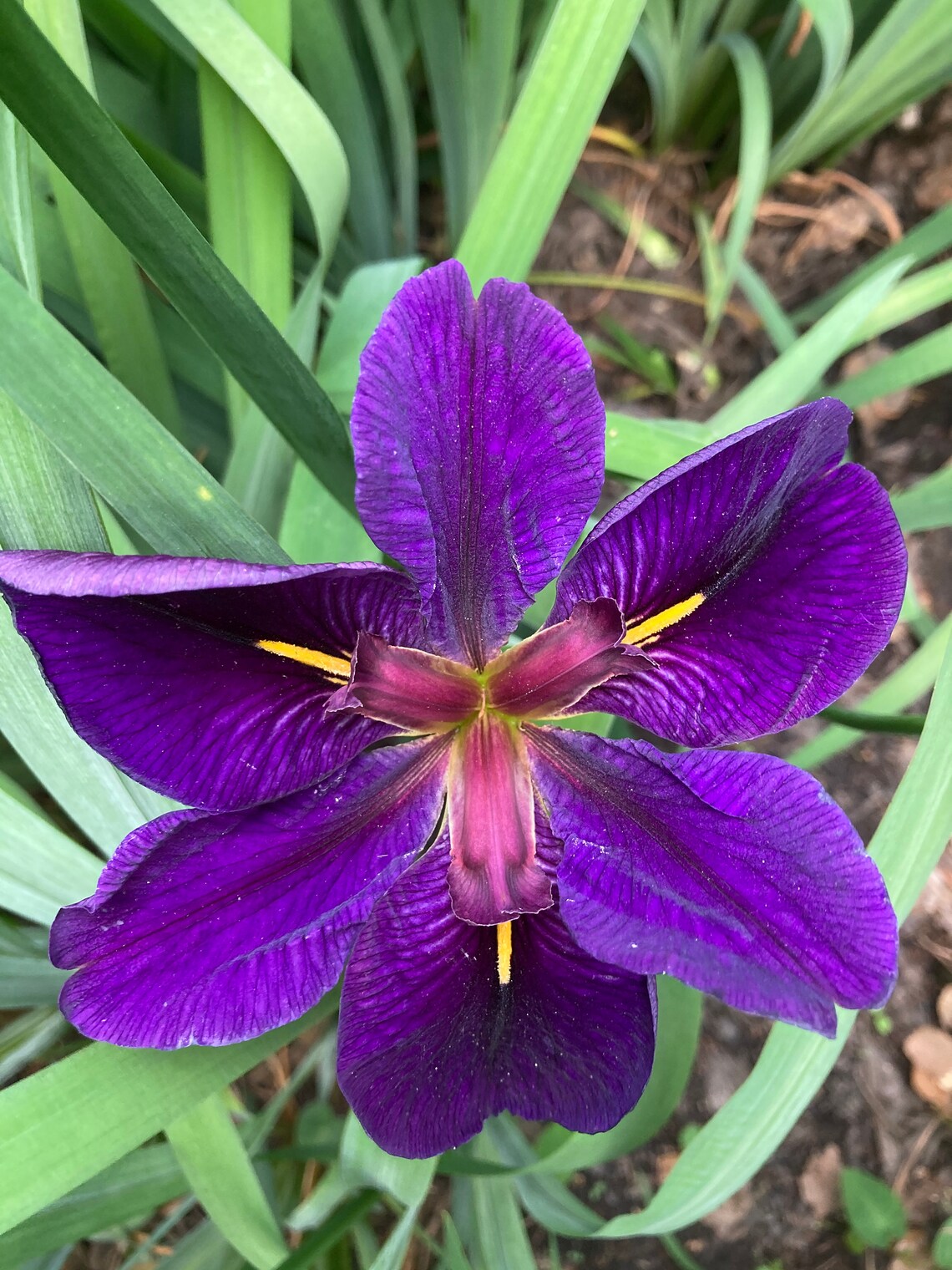 2Louisiana Iris plants3 Varieties Etsy