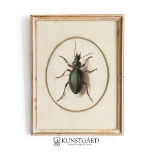 Vintage Botanical Beetle Painting, Insect Sketch Dark Academia, Cottagecore Beetle Moody Witchy Wall Art, PRINTABLE Digital Download | H303