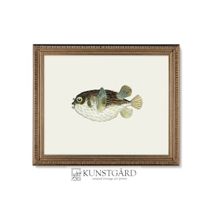 Vintage Puffer Fish Painting, Bathroom Wall Decor, Antique Fish Print, Coastal Art, Beach House, Ocean Art PRINTABLE Digital Download | L065
