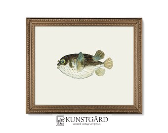 Könnte beinhalten: Ein gerahmter Vintage-Kunstdruck mit einer detaillierten Illustration eines Kugelfisches. Der Fisch ist in Braun-, Beige- und Blautönen dargestellt und hat ein strukturiertes Aussehen. Das Kunstwerk ist vor einem cremefarbenen Hintergrund platziert und in einem dekorativen goldfarbenen Rahmen gerahmt.