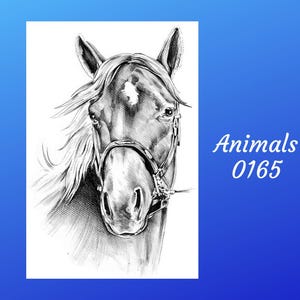 Horse Animal 0165 | Rice Paper Decoupage | Paper Designs | 2 Sizes